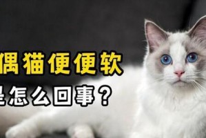 猫和稀跟什么有关系？（揭秘猫和稀的关联及背后的故事）
