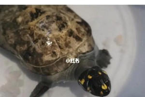 黄头侧颈龟饲养方法（宠爱生命，精心呵护）