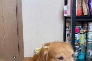 两个月的小金毛犬食量控制及饮食搭配的重要性（了解适宜的饮食量和正确搭配，让小金毛健康成长）