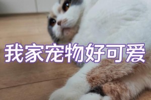 揭秘猫界身价贵的明星猫咪（打工人别碰！这些猫咪的身价让你怀疑人生）