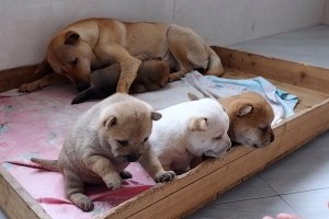 刚出生的小狗是否易生病？（了解小狗的健康状况与预防方法）