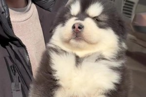 阿拉斯加犬的交配周期及注意事项（阿拉斯加犬交配周期、交配频率和正确的交配方法）